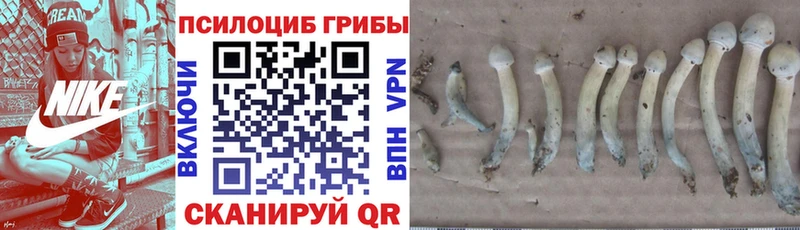 купить  цена  Волгоград  Галлюциногенные грибы мицелий 